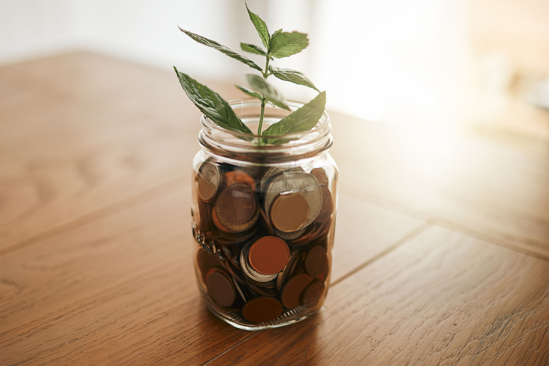 Aus einem mit Münzen gefüllten Glas wächst eine Pflanze