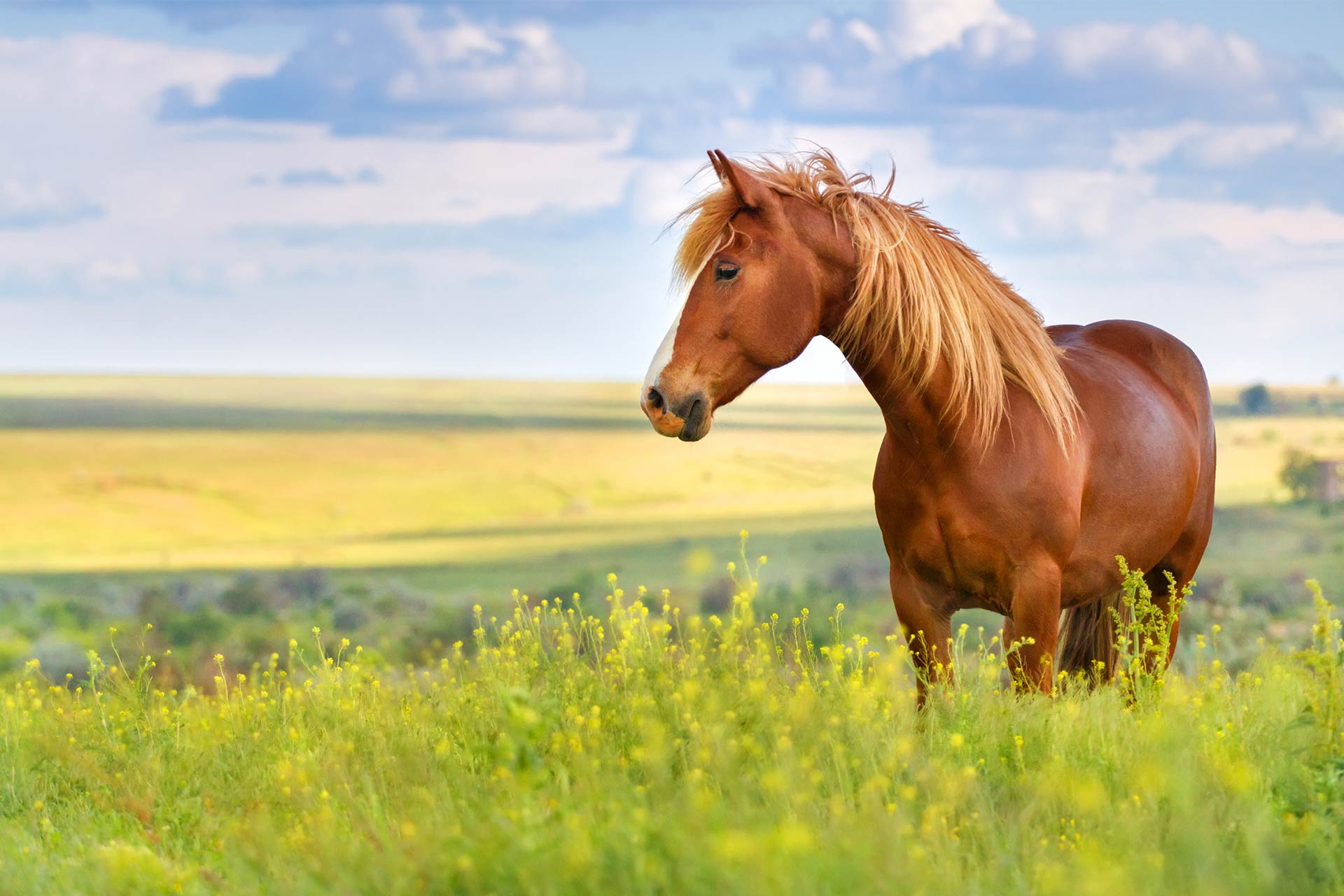 Ein Pferd an einem sonnigen Tag auf einer Wiese